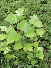 Populus alba