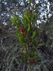 Escallonia illinita