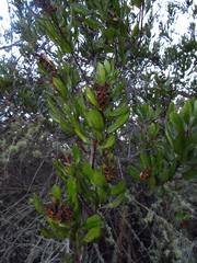 Escallonia illinita