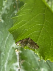 Xanthorhoe spadicearia