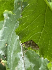 Xanthorhoe spadicearia