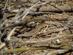 Liolaemus pseudolemniscatus