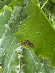 Xanthorhoe spadicearia
