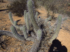 Trichocereus nigripilis
