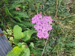 Achillea asiatica