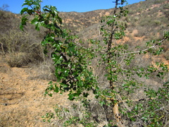 Vasconcellea chilensis