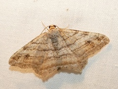 Macaria multilineata