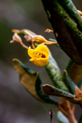 Anastrabe integerrima