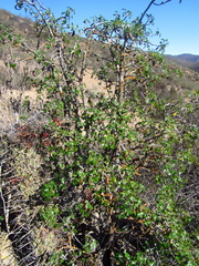 Vasconcellea chilensis