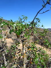 Vasconcellea chilensis