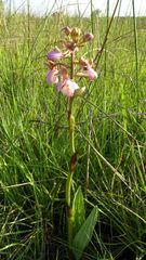 Eulophia latilabris image