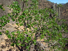 Vasconcellea chilensis