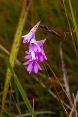 Dierama igneum
