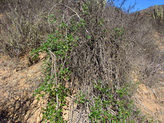 Vasconcellea chilensis
