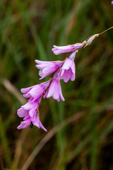 Dierama igneum