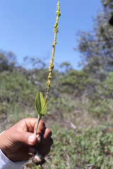 Malaxis macrostachya