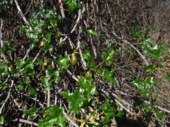 Vasconcellea chilensis