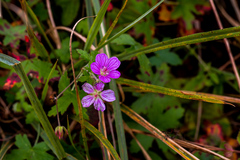 Geranium flanaganii