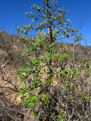 Vasconcellea chilensis