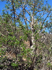 Vasconcellea chilensis