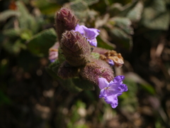Strobilanthes sessilis