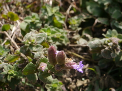 Strobilanthes sessilis