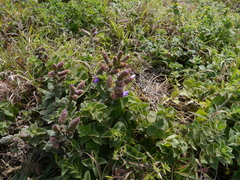 Strobilanthes sessilis
