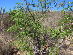 Vasconcellea chilensis