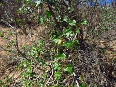 Vasconcellea chilensis