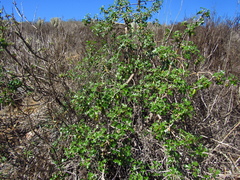 Vasconcellea chilensis