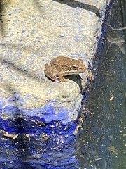 Pelophylax saharicus