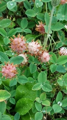 Trifolium fragiferum