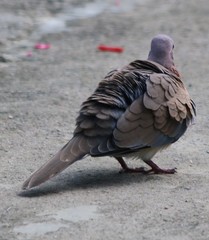 Streptopelia senegalensis