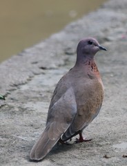 Streptopelia senegalensis
