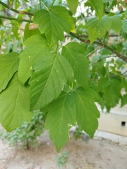Acer negundo