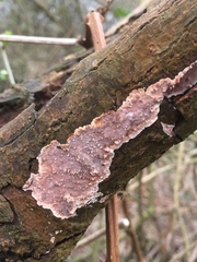 Eichleriella deglubens