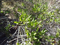 Escallonia illinita