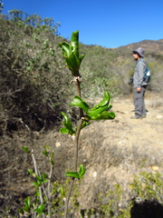 Anisomeria littoralis