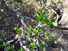 Anisomeria littoralis