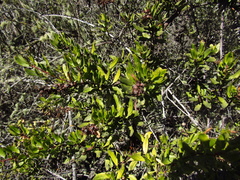 Escallonia illinita