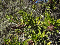 Escallonia illinita