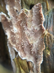 Eichleriella deglubens