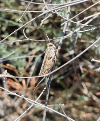 Calliptamus barbarus