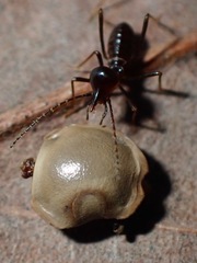 Phobaeticus serratipes