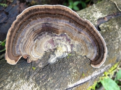 Trametes variegata