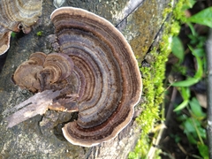 Trametes variegata