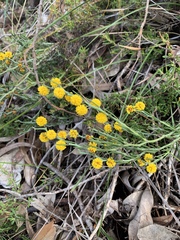 Acacia teretifolia