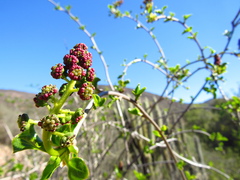 Anisomeria littoralis