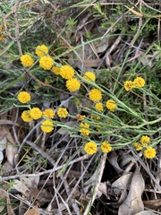 Acacia teretifolia