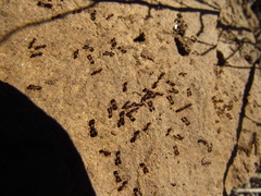 Solenopsis gayi